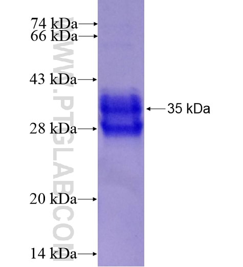 DEFA6 fusion protein Ag12341 SDS-PAGE