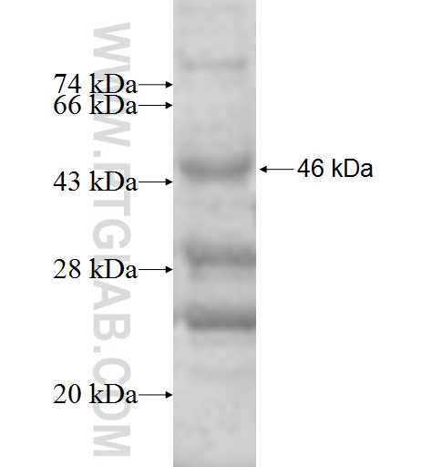 DEFB129 fusion protein Ag9872 SDS-PAGE
