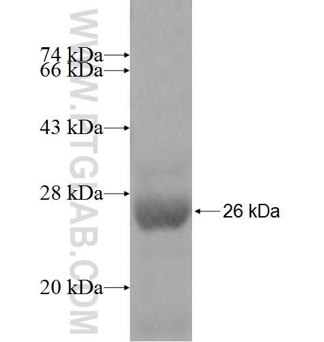 DEFB129 fusion protein Ag9943 SDS-PAGE