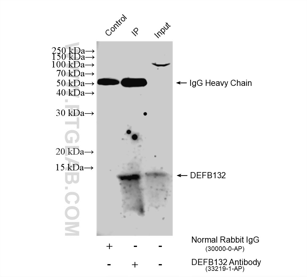 IP experiment of LNCaP using 33219-1-AP Immunoprecipitation (IP) experiment of LNCaP cells using DEFB132 Polyclonal antibody (33219-1-AP)