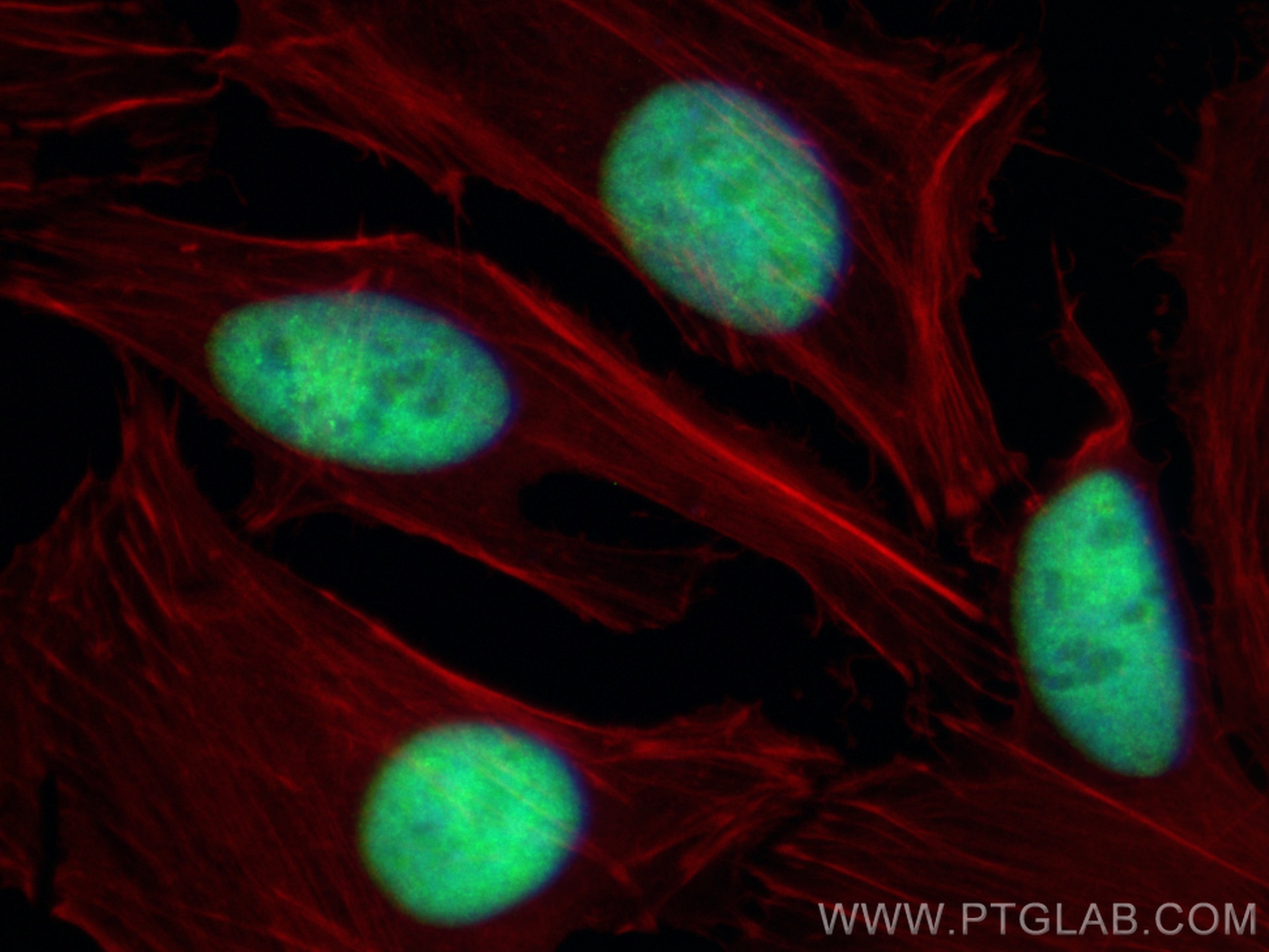Immunofluorescence (IF) / fluorescent staining of HeLa cells using DEK Polyclonal antibody (16448-1-AP)