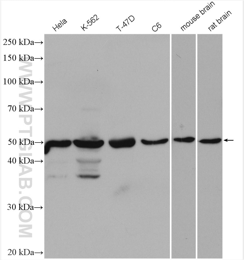 Western Blot (WB) analysis of various lysates using DEK Polyclonal antibody (16448-1-AP)
