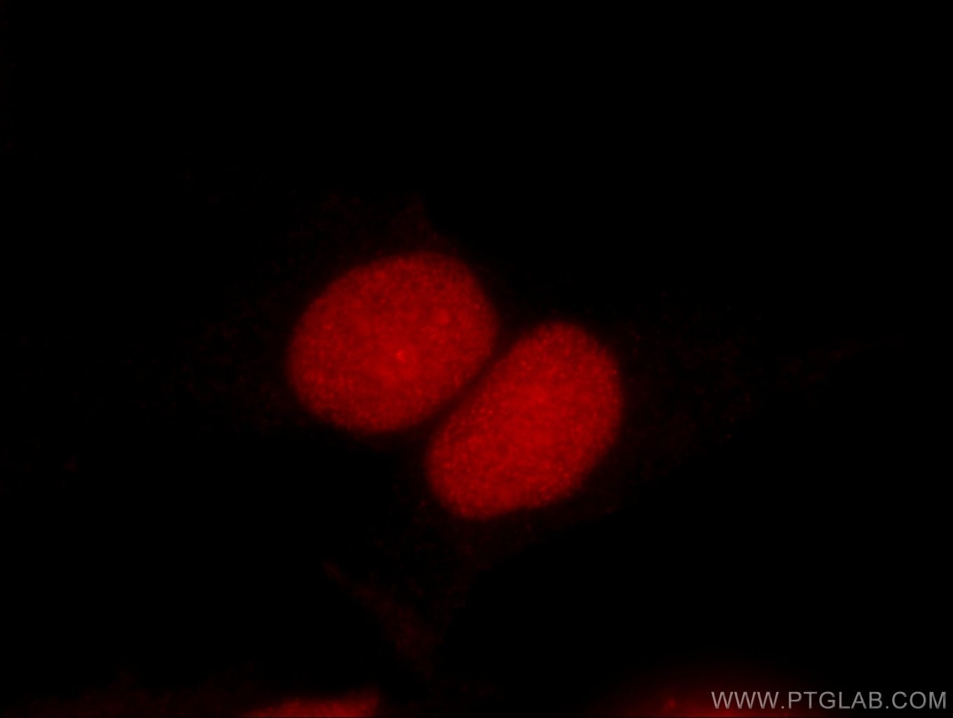 Immunofluorescence (IF) / fluorescent staining of HepG2 cells using DEK Monoclonal antibody (66194-1-Ig)