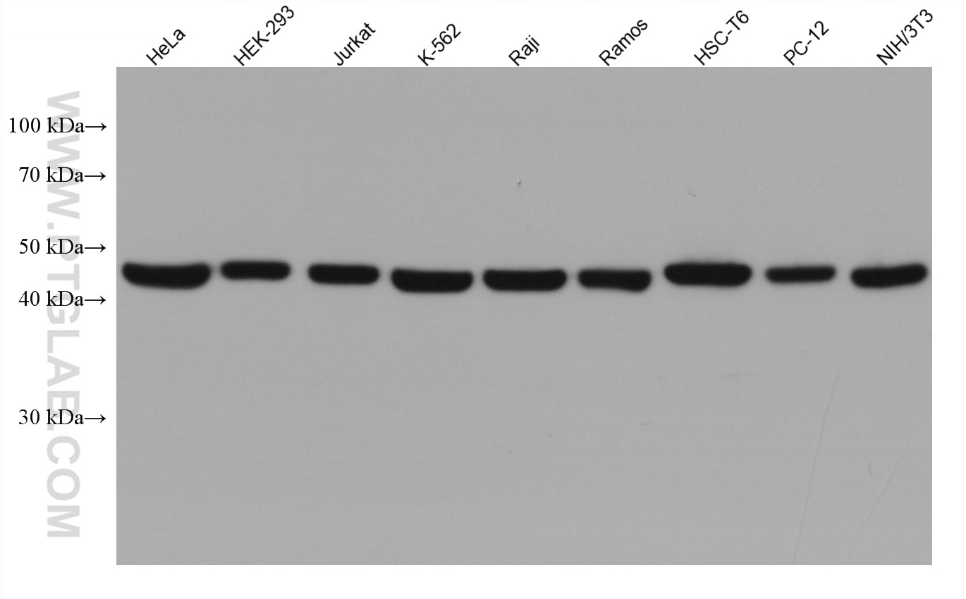 Western Blot (WB) analysis of various lysates using DEK Monoclonal antibody (66194-1-Ig)