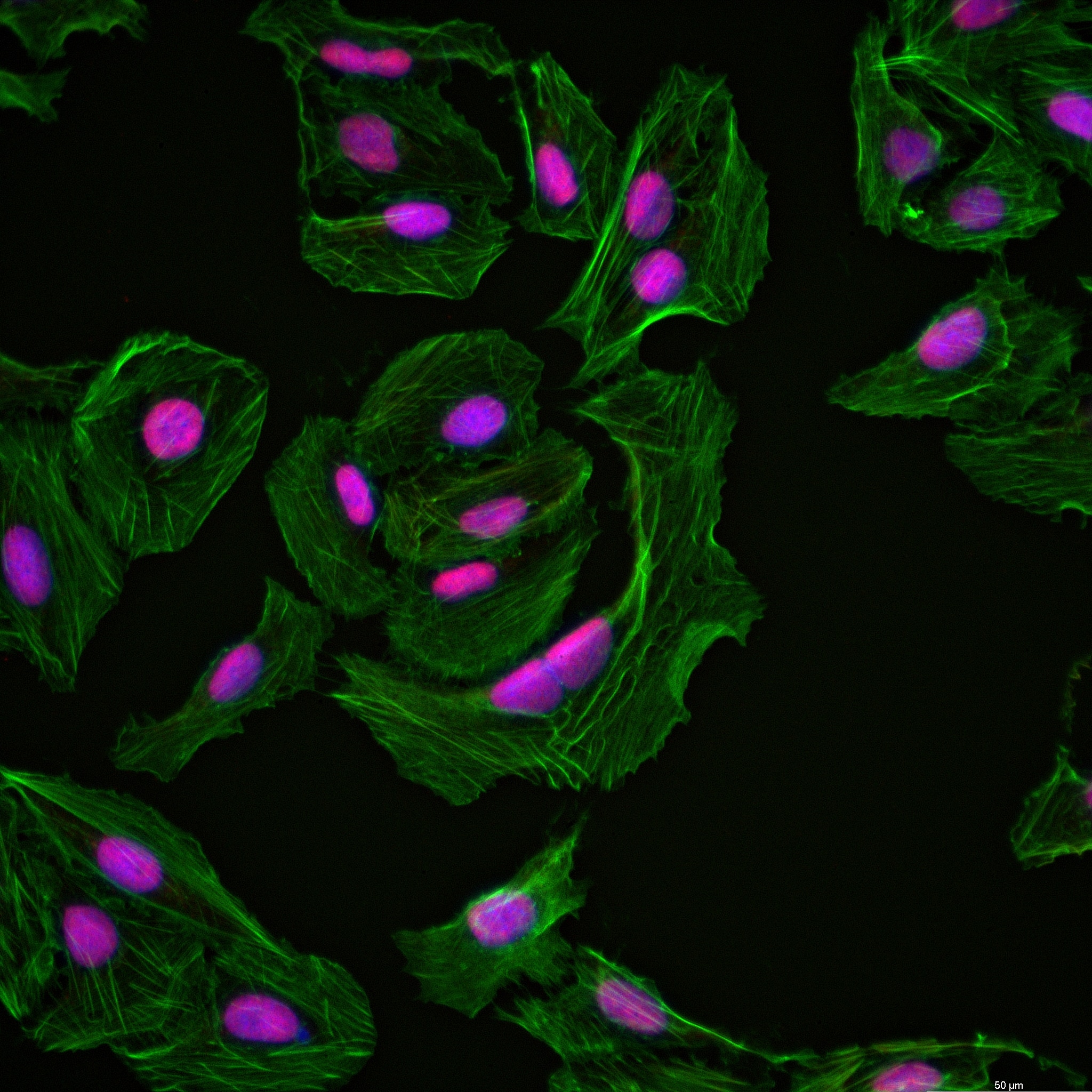 Immunofluorescence (IF) / fluorescent staining of U2OS cells using DEK Recombinant antibody (82880-1-RR)