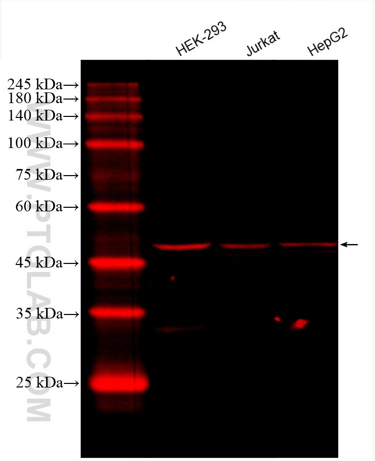 Western Blot (WB) analysis of various lysates using CoraLite®594-conjugated DEK Monoclonal antibody (CL594-66194)