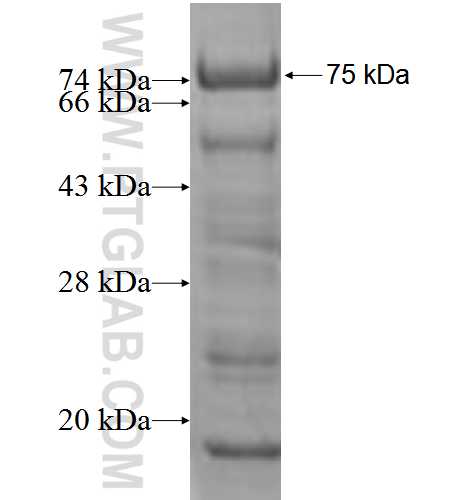 DEK fusion protein Ag3900 SDS-PAGE