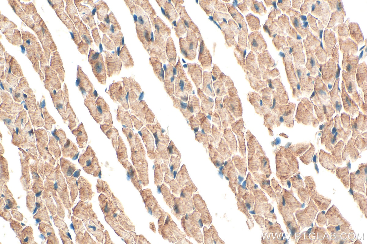 Immunohistochemistry (IHC) staining of mouse heart tissue using DEM1/EXO5 Polyclonal antibody (25991-1-AP)