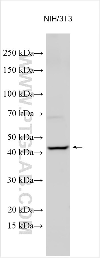 WB analysis using 25991-1-AP