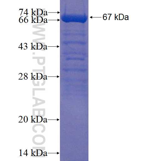 DEM1 fusion protein Ag22666 SDS-PAGE