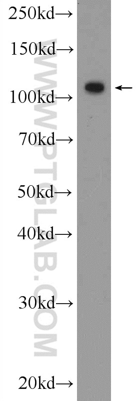 WB analysis of K-562 using 25658-1-AP