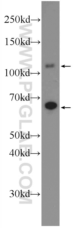 WB analysis of K-562 using 25658-1-AP