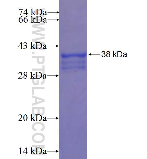 DENND1A fusion protein Ag22547 SDS-PAGE