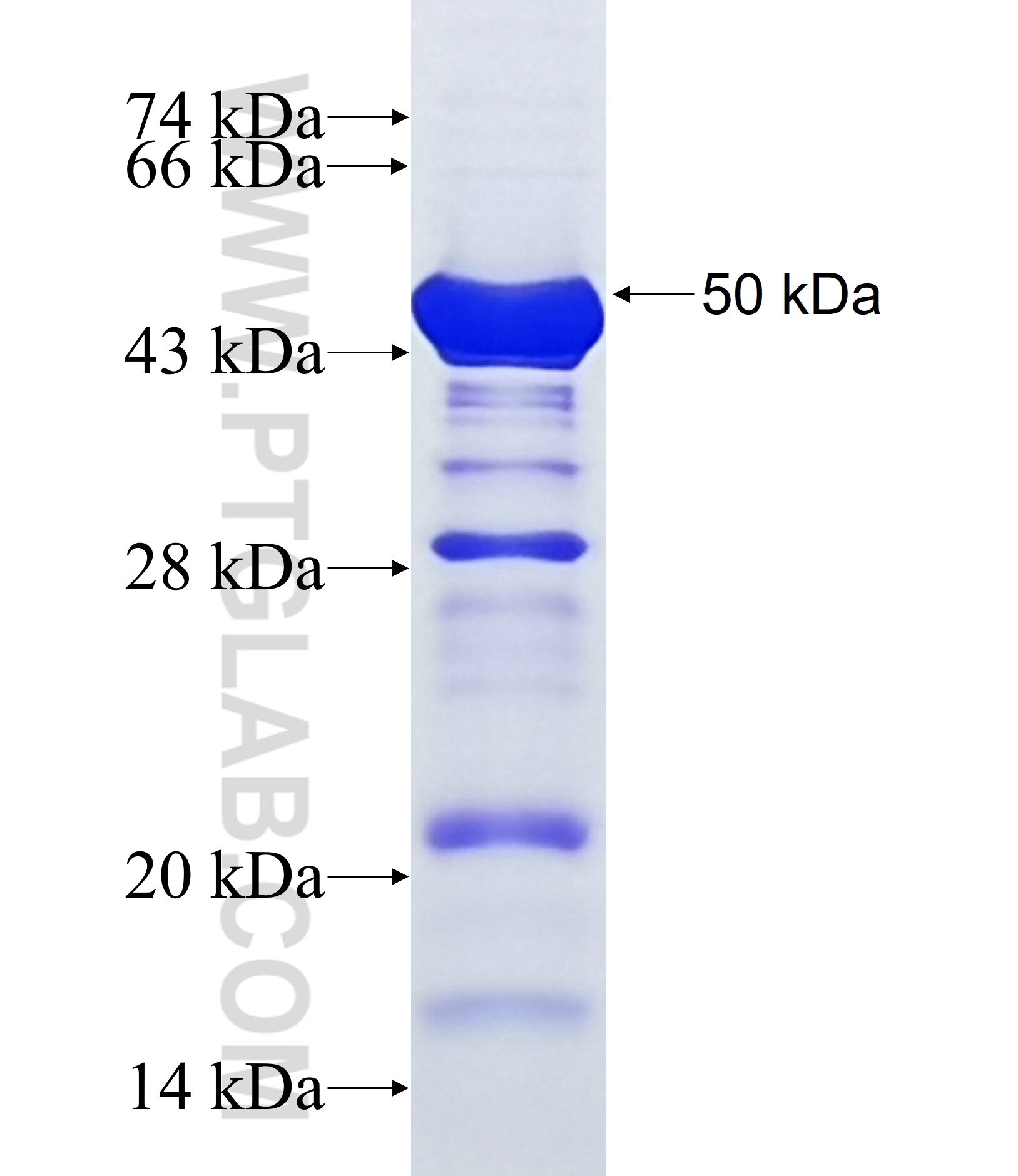 DENND1B fusion protein Ag36958 SDS-PAGE