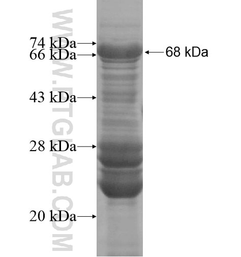 DENND1C fusion protein Ag15113 SDS-PAGE