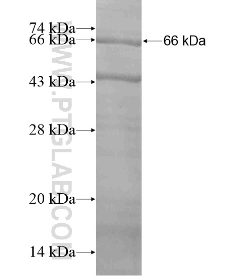 DENND3 fusion protein Ag19717 SDS-PAGE