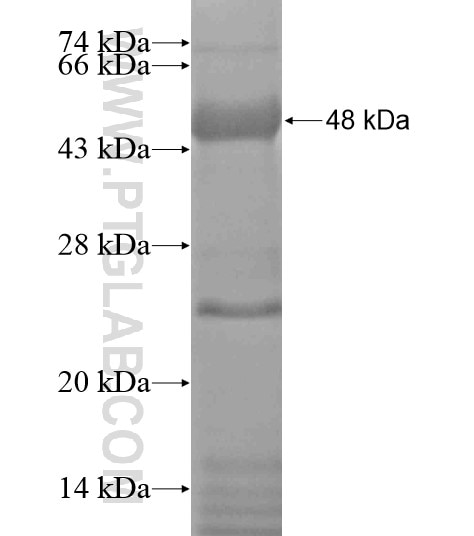 DENND3 fusion protein Ag19859 SDS-PAGE