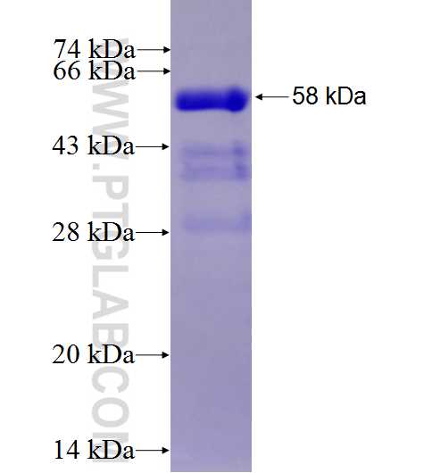 DENR fusion protein Ag1023 SDS-PAGE