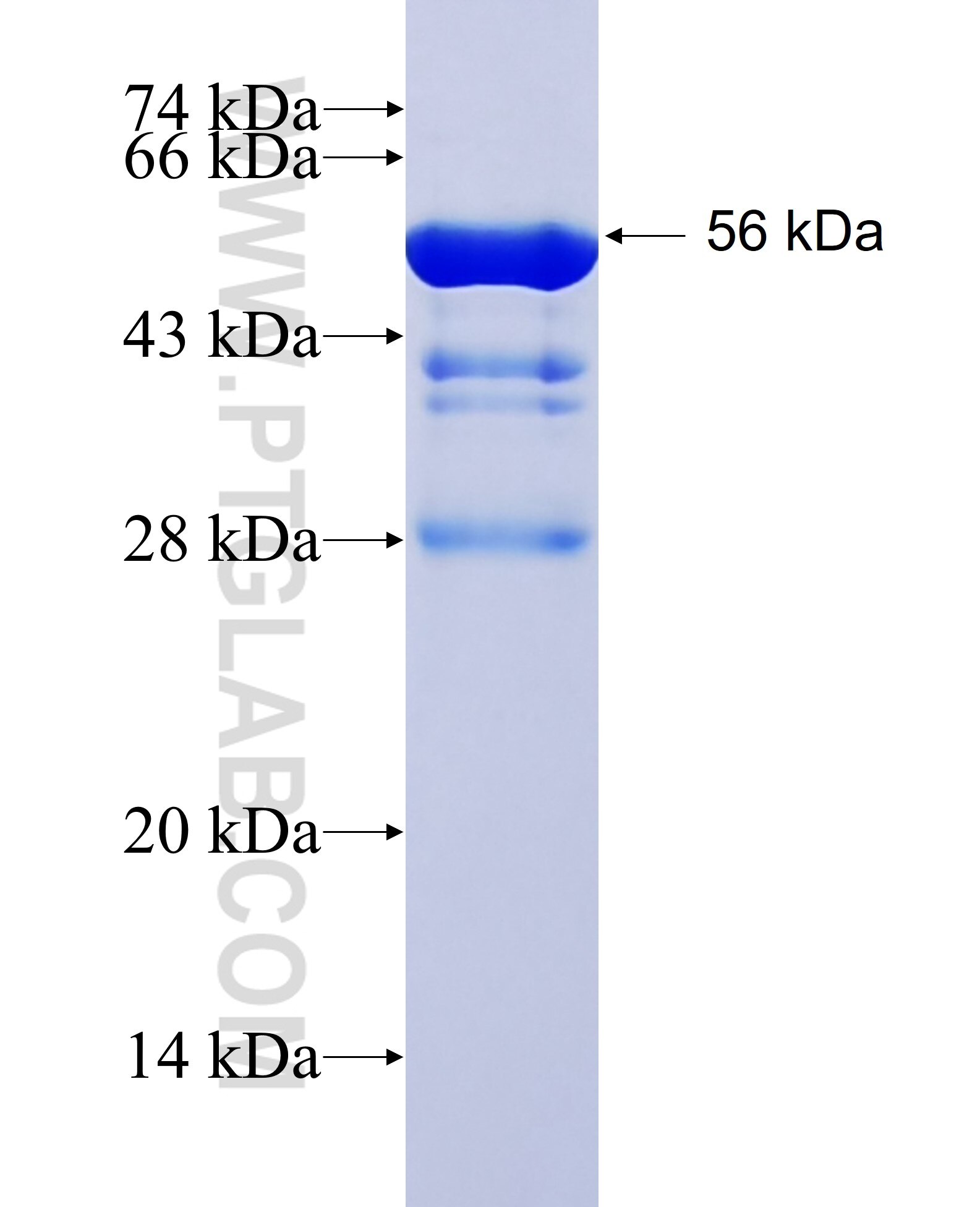 DENR fusion protein Ag1023 SDS-PAGE