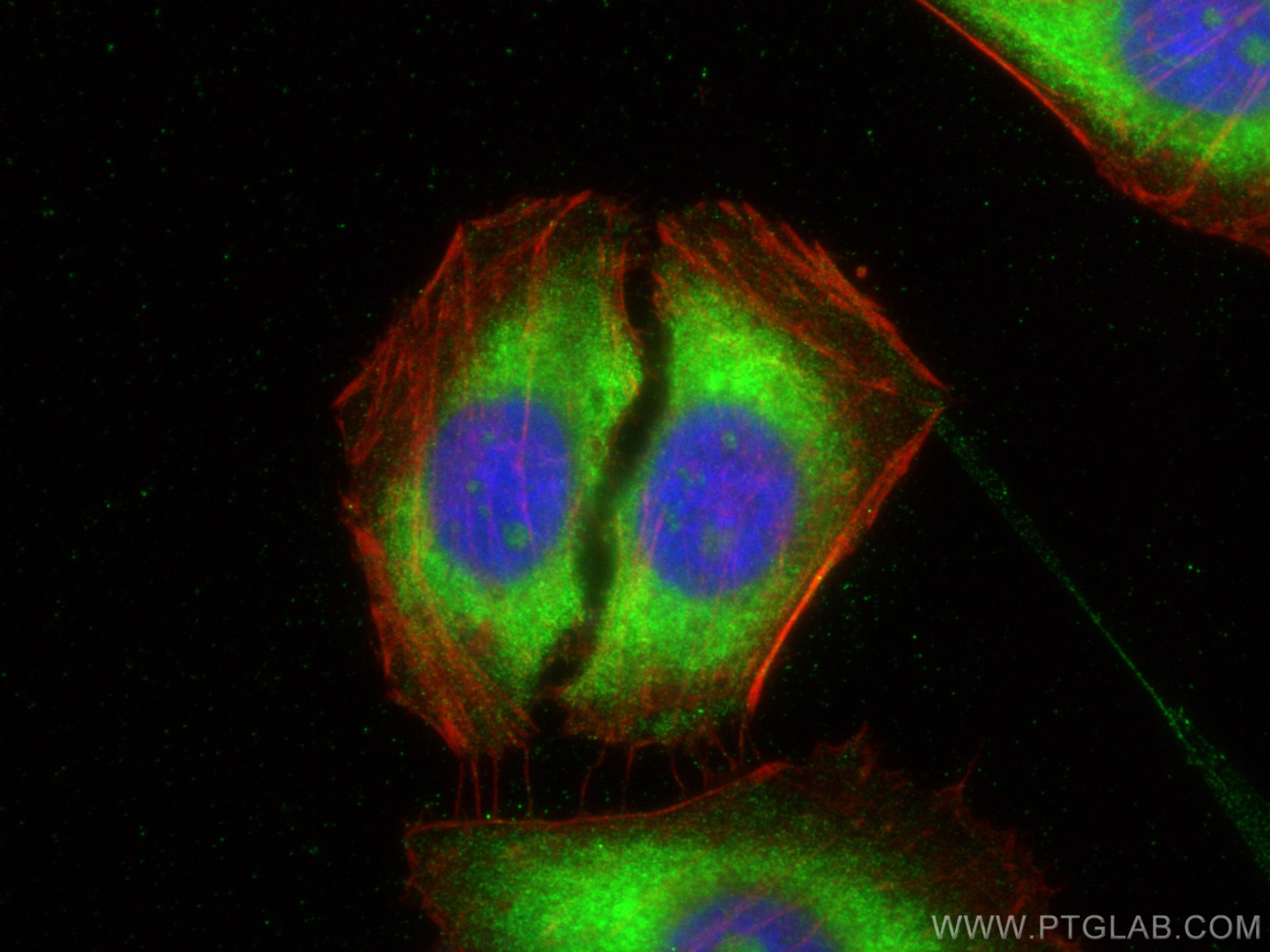 Immunofluorescence (IF) / fluorescent staining of HepG2 cells using DEPDC6/Deptor Polyclonal antibody (20985-1-AP)