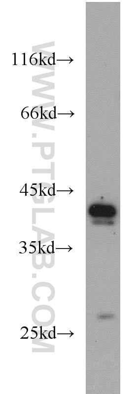 Western Blot (WB) analysis of COLO 320 cells using DEPDC6/Deptor Polyclonal antibody (20985-1-AP)