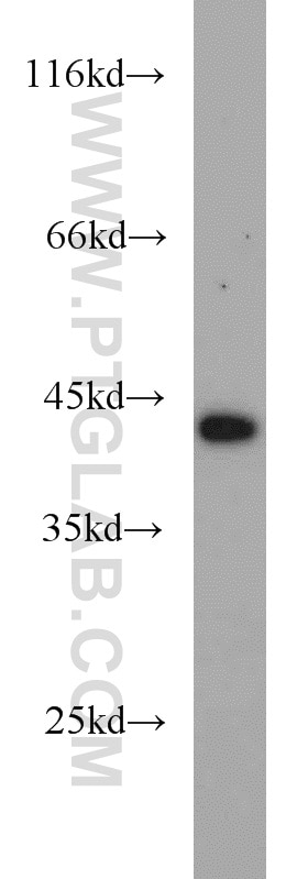 Western Blot (WB) analysis of HEK-293 cells using DEPDC6/Deptor Polyclonal antibody (20985-1-AP)