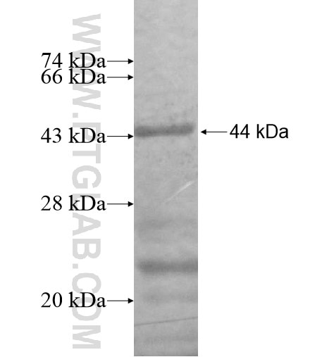DEPDC6 fusion protein Ag15251 SDS-PAGE