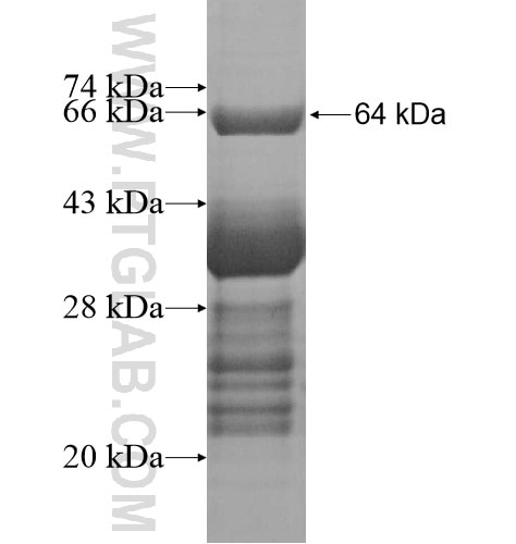 DEPDC6 fusion protein Ag15959 SDS-PAGE