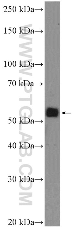 Western Blot (WB) analysis of HepG2 cells using DEPDC7 Polyclonal antibody (26517-1-AP)