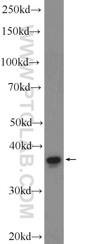 Western Blot (WB) analysis of HEK-293 cells using DEPP Polyclonal antibody (25833-1-AP)