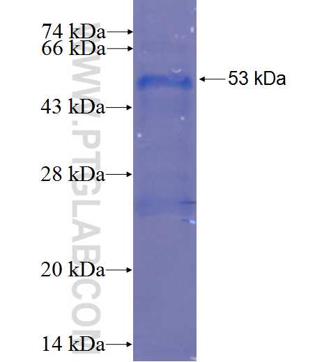 DERL3 fusion protein Ag6784 SDS-PAGE