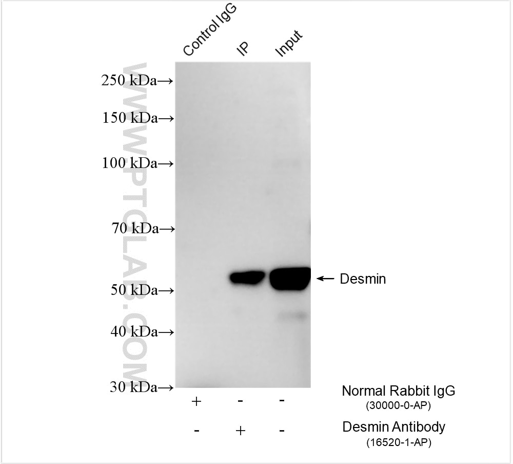 Immunoprecipitation (IP) experiment of mouse heart tissue using Desmin Polyclonal antibody (16520-1-AP)