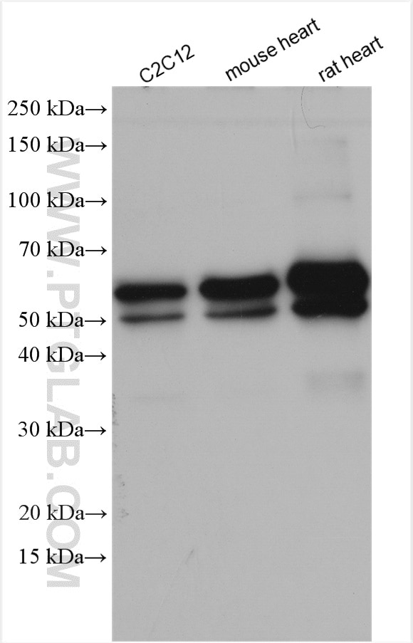 Western Blot (WB) analysis of various lysates using Desmin Polyclonal antibody (16520-1-AP)