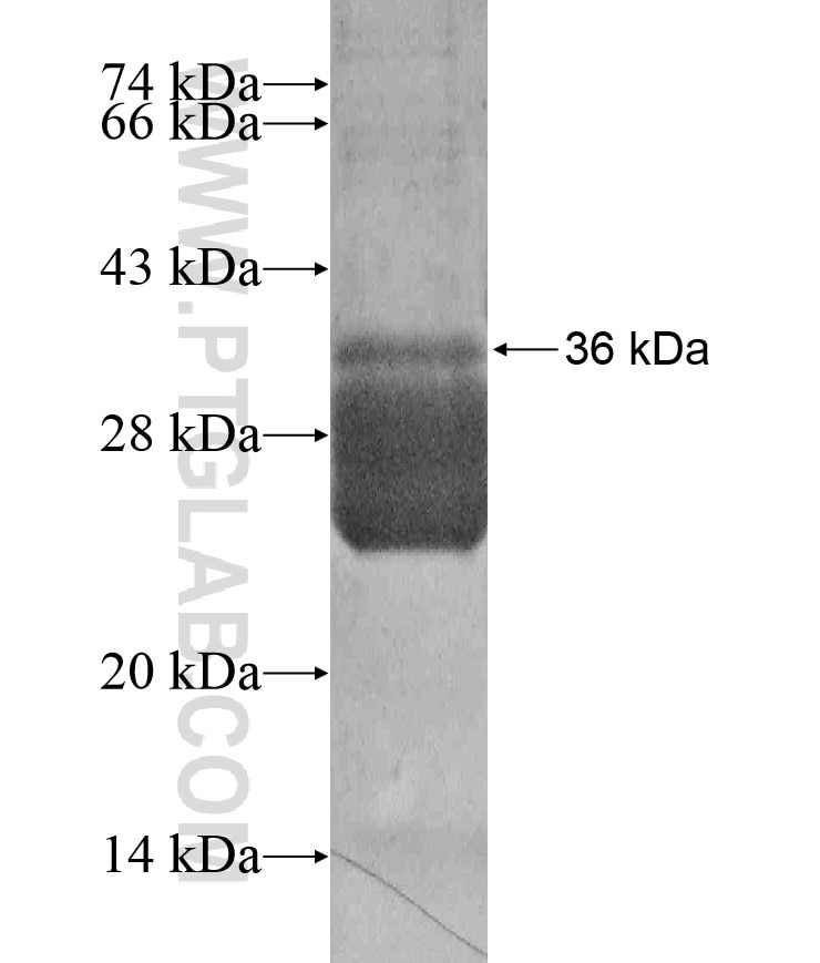 DES fusion protein Ag17525 SDS-PAGE