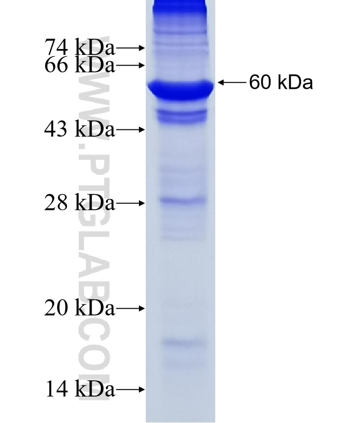 DET1 fusion protein Ag16127 SDS-PAGE