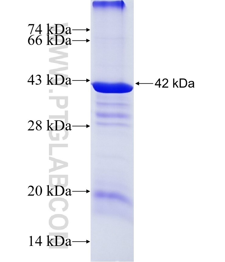 DET1 fusion protein Ag17501 SDS-PAGE