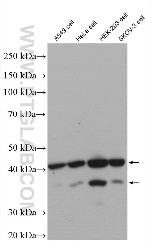 Western Blot (WB) analysis of various lysates using DFF45/DFFA Polyclonal antibody (10191-2-AP)