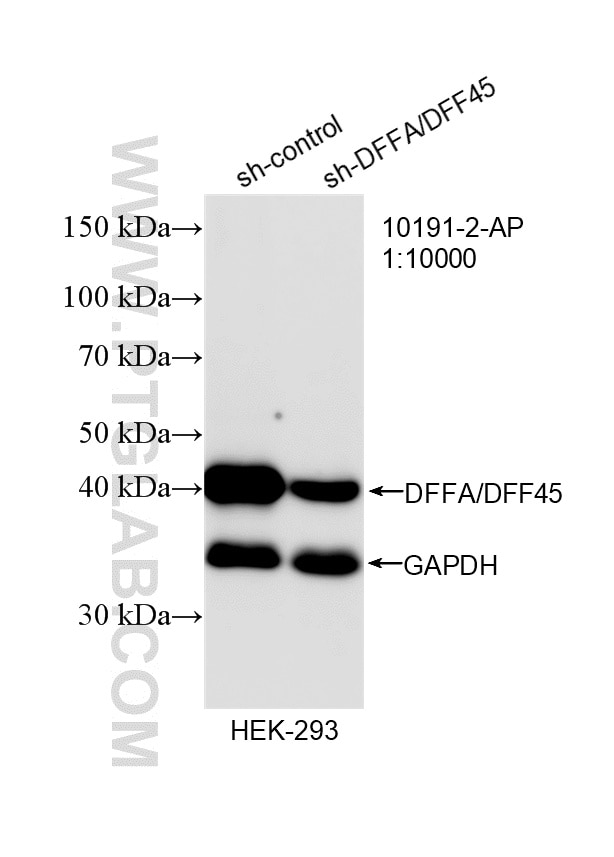 Western Blot (WB) analysis of HEK-293 cells using DFFA/DFF45 Polyclonal antibody (10191-2-AP)
