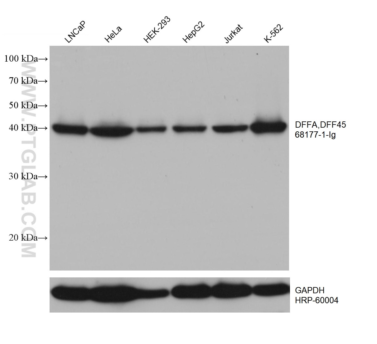 Western Blot (WB) analysis of various lysates using DFFA,DFF45 Monoclonal antibody (68177-1-Ig)