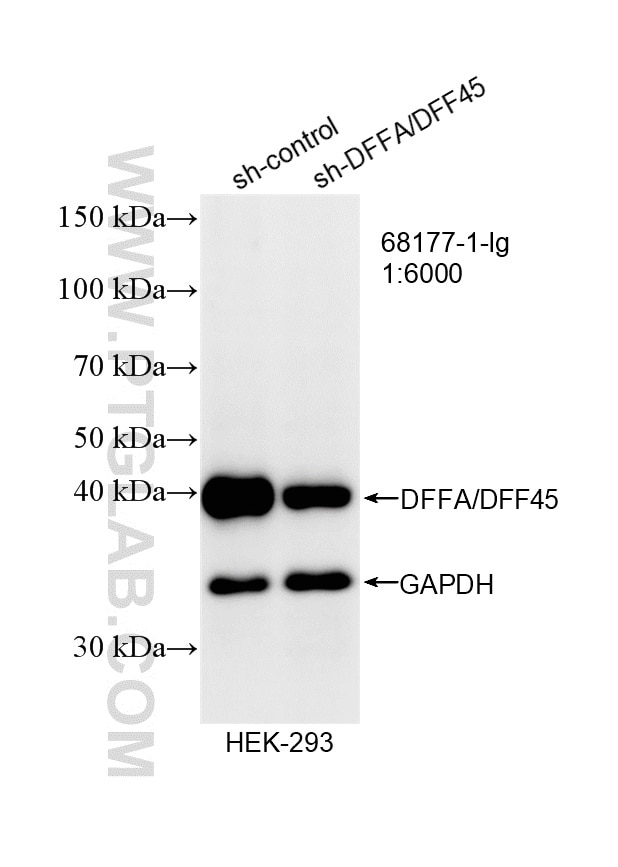 Western Blot (WB) analysis of HEK-293 cells using DFFA/DFF45 Monoclonal antibody (68177-1-Ig)