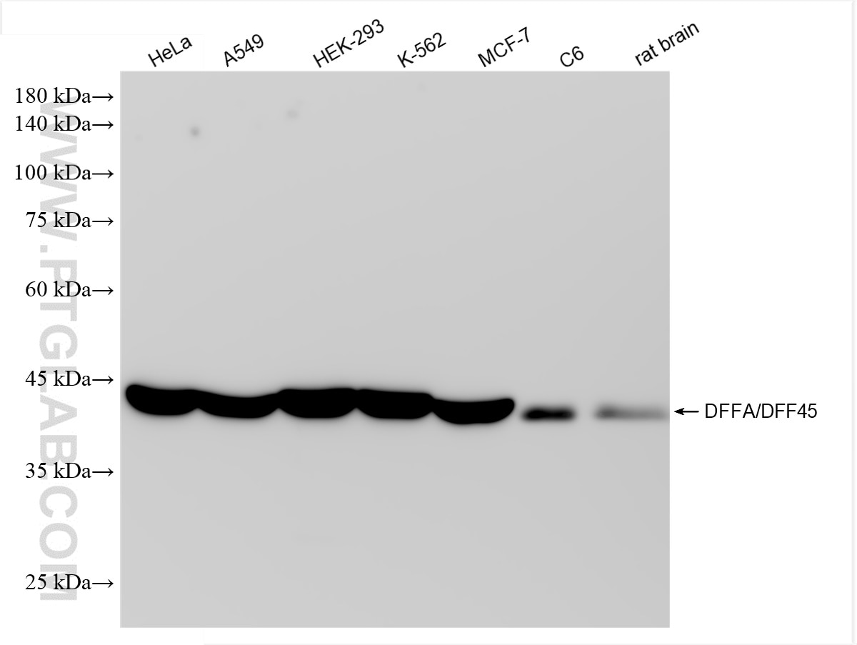 Western Blot (WB) analysis of various lysates using DFFA,DFF45 Recombinant antibody (85220-5-RR)