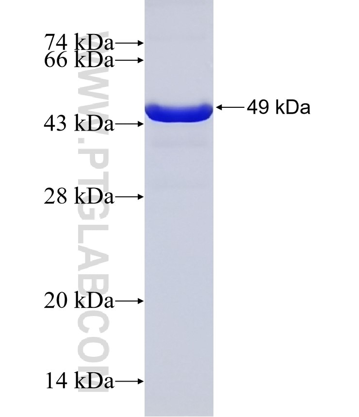 DFFA,DFF45 fusion protein Ag32657 SDS-PAGE