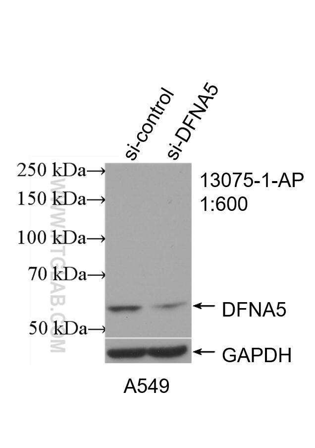 Western Blot (WB) analysis of A549 cells using DFNA5/GSDME Polyclonal antibody (13075-1-AP)