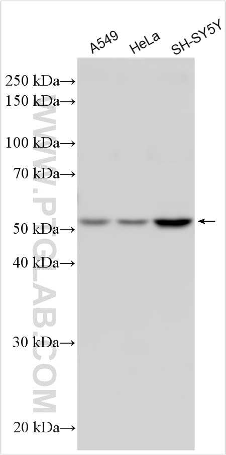 Western Blot (WB) analysis of various lysates using DFNA5/GSDME Polyclonal antibody (13075-1-AP)