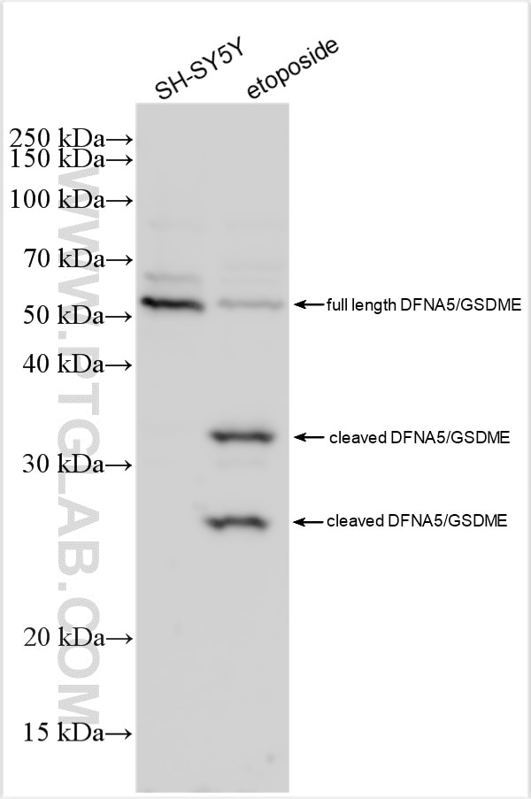 Western Blot (WB) analysis of various lysates using DFNA5/GSDME Polyclonal antibody (13075-1-AP)