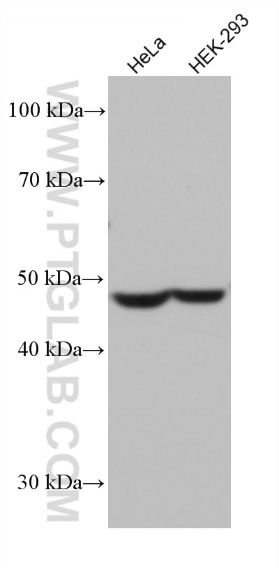 Western Blot (WB) analysis of various lysates using DFNA5/GSDME Monoclonal antibody (67731-1-Ig)