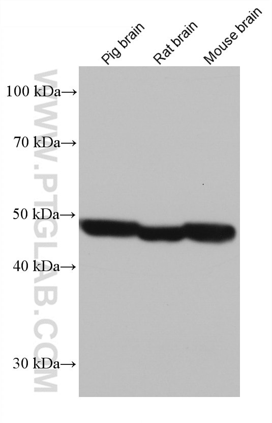 Western Blot (WB) analysis of various lysates using DFNA5/GSDME Monoclonal antibody (67731-1-Ig)