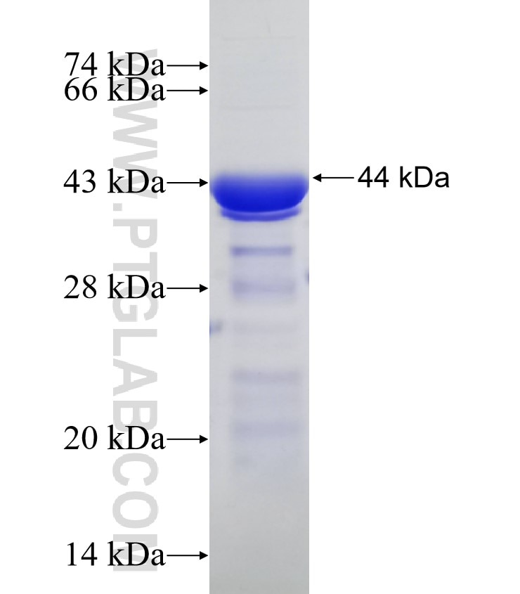 DFNA5 fusion protein Ag30514 SDS-PAGE