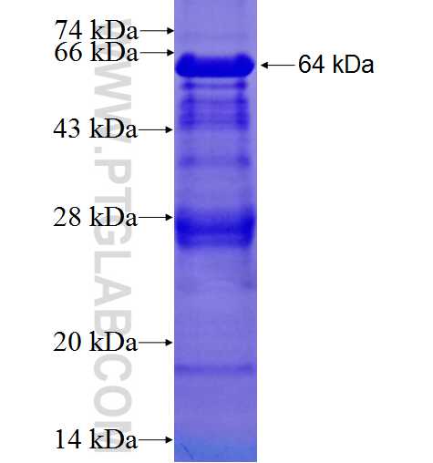 DFNA5 fusion protein Ag3746 SDS-PAGE