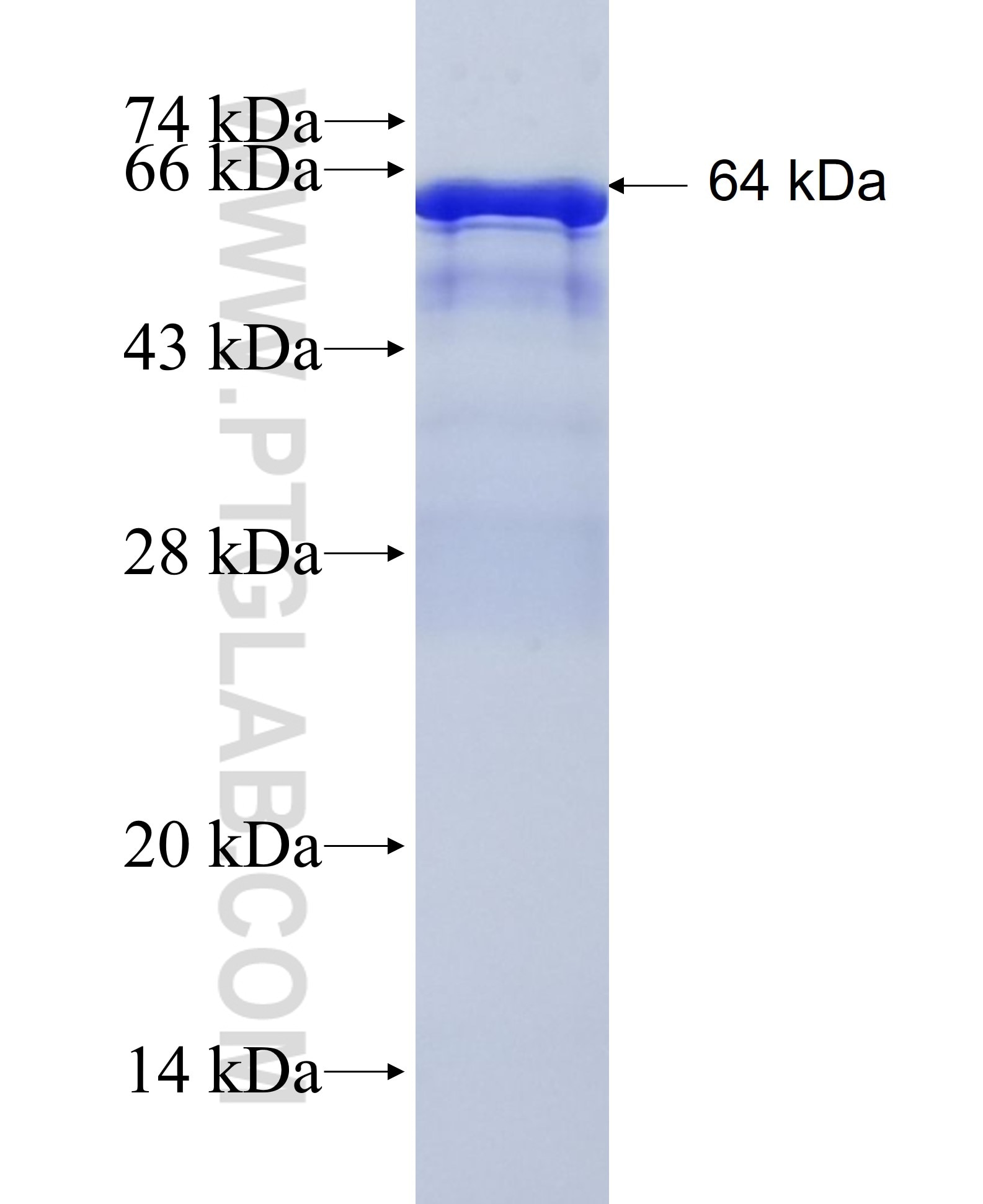 DFNA5 fusion protein Ag3746 SDS-PAGE